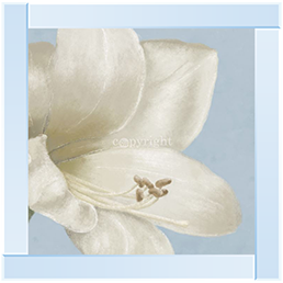 FL017 White amaryllis I