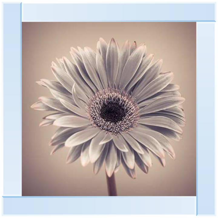 FL013 Pink Gerbera 1