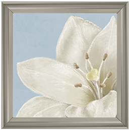 FL018 White amaryllis II