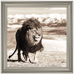 AN046 African Animals Series - Lion A