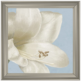 FL017 White amaryllis I