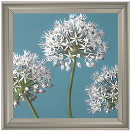 FL043 Three Alliums