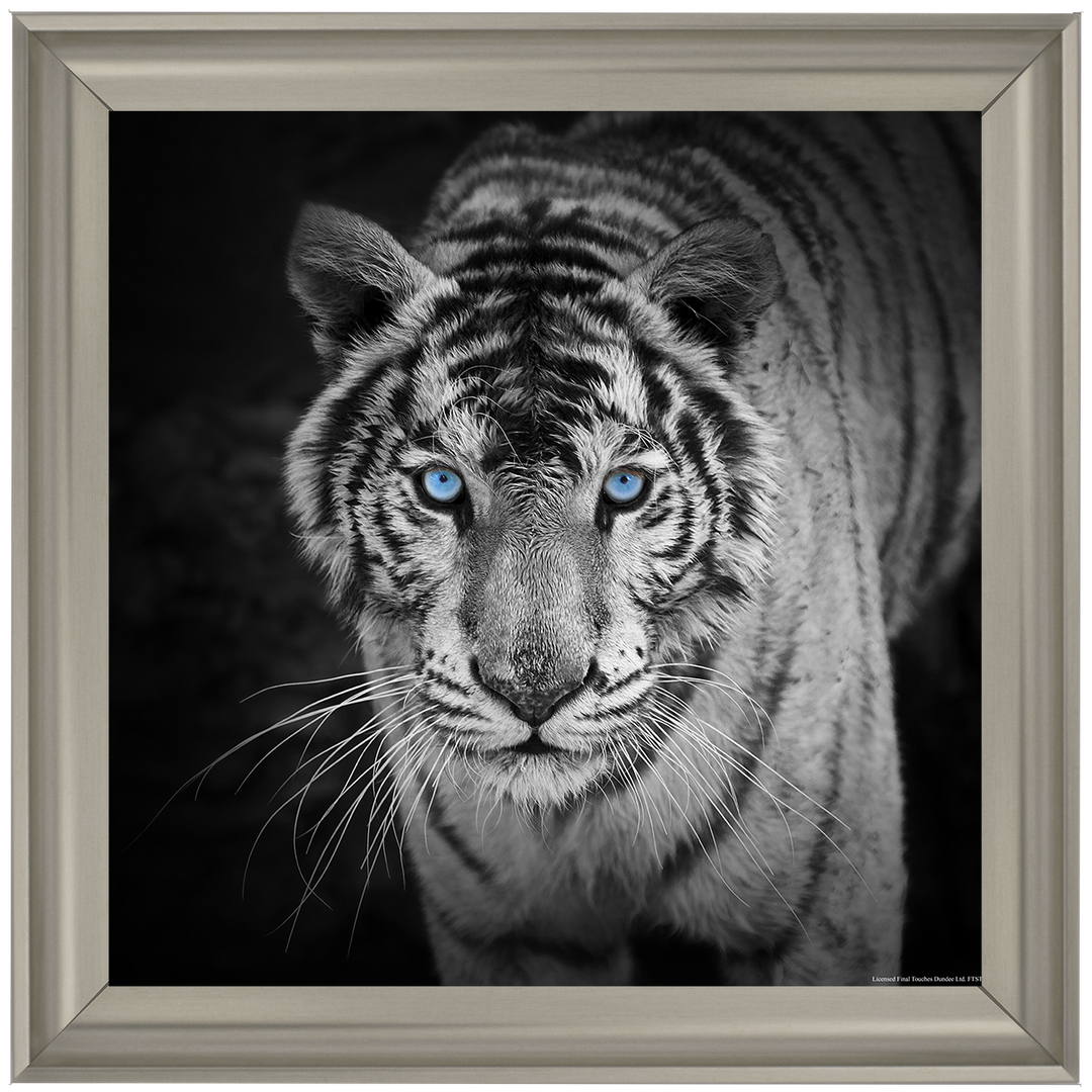 AN001 Blue Eyes Tiger