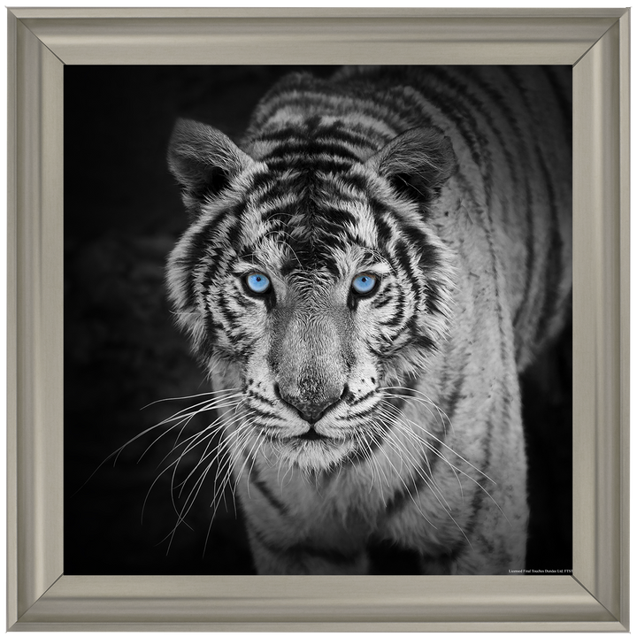 AN001 Blue Eyes Tiger