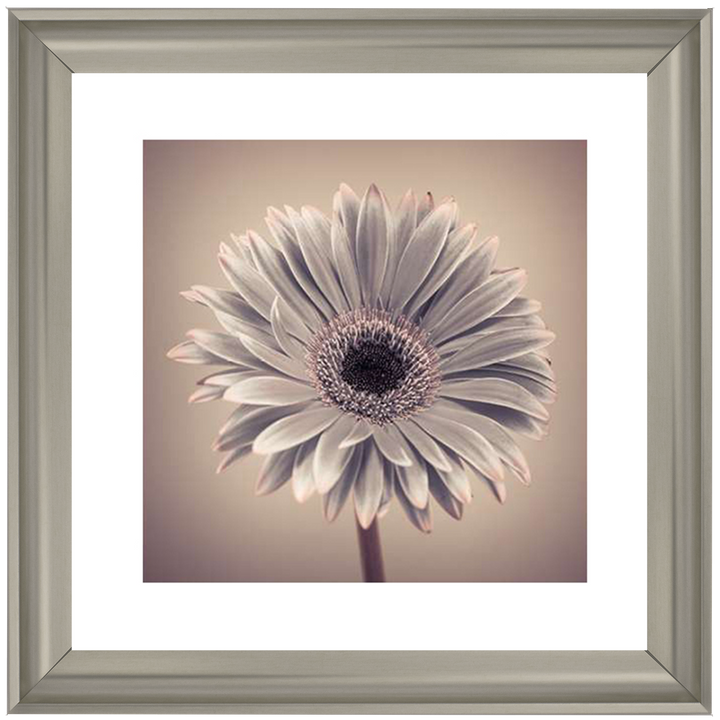 FL013 Pink Gerbera 1