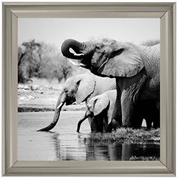 AN037 Namibia Elephants