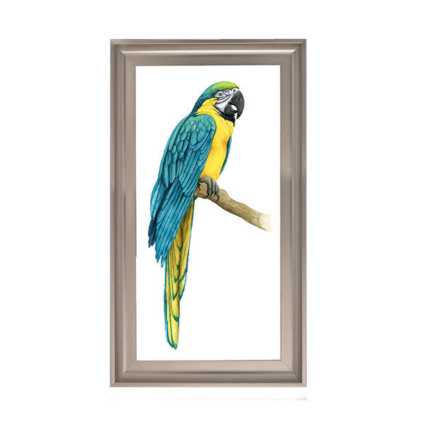 Teal Macaw I