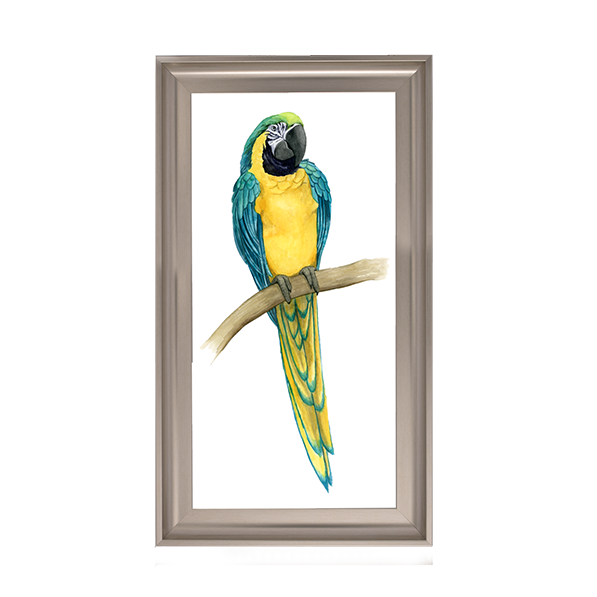 Teal Macaw II
