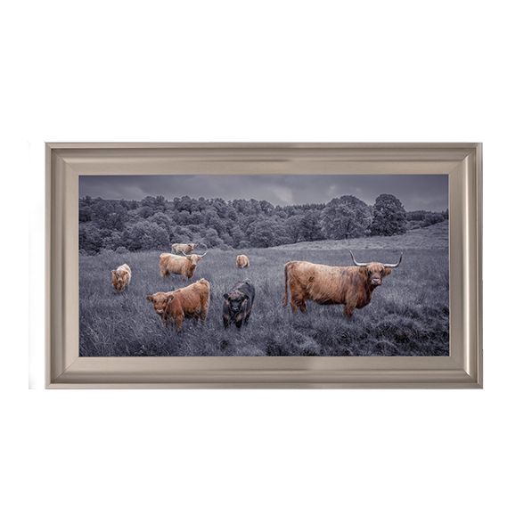 Highland Cows Black & White