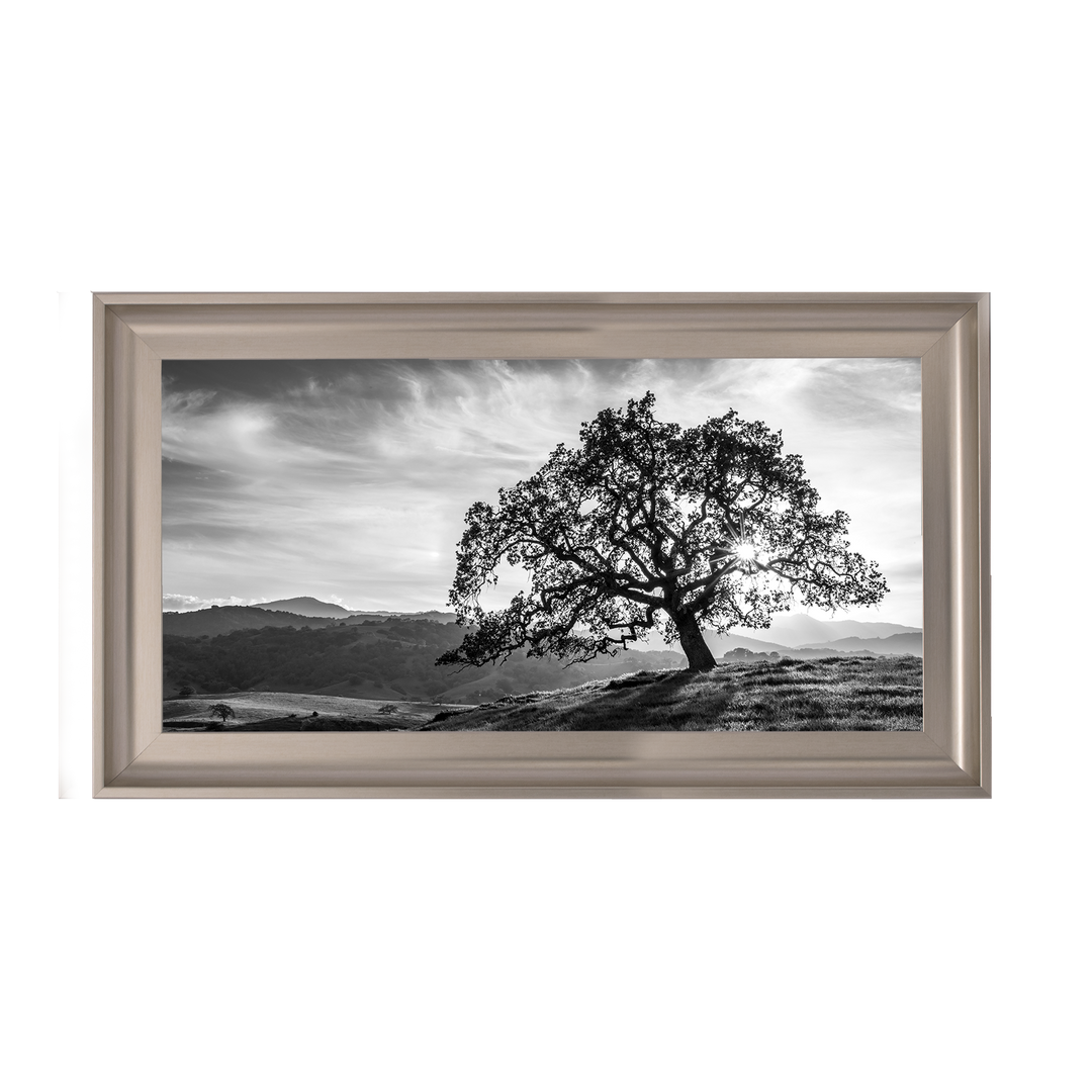Lone tree black and white