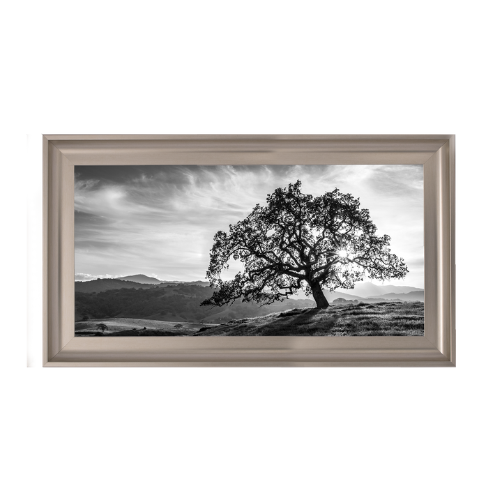 Lone tree black and white