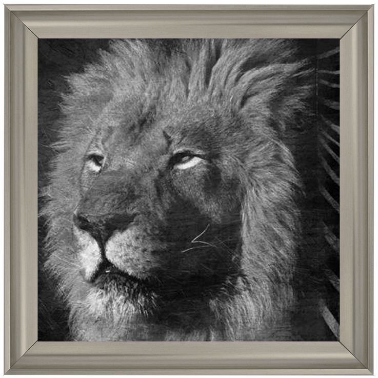 AN047 Animal Instincts Black And White