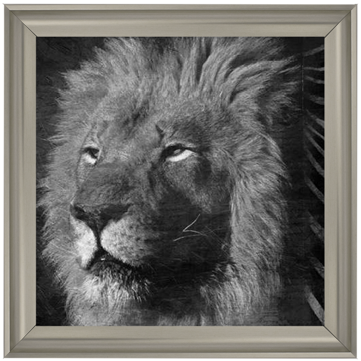 AN047 Animal Instincts Black And White
