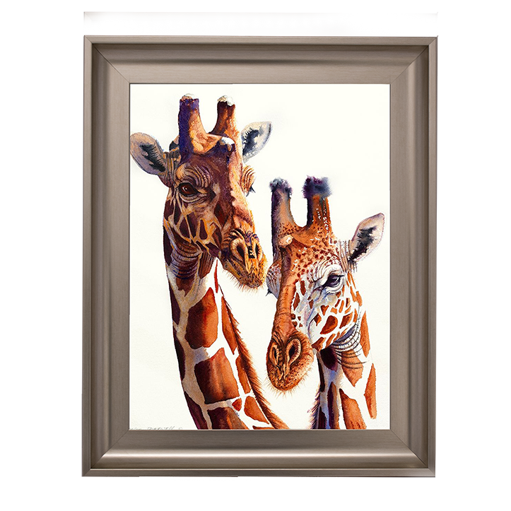 Safari Giraffes