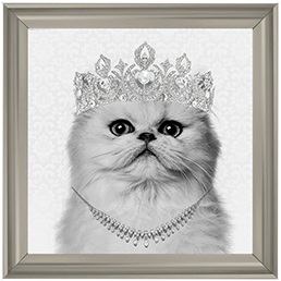 Cat AN057
