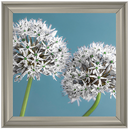 Two Allium flowers