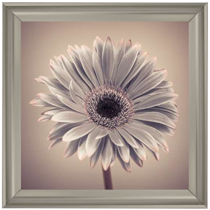 FL013 Pink Gerbera 1