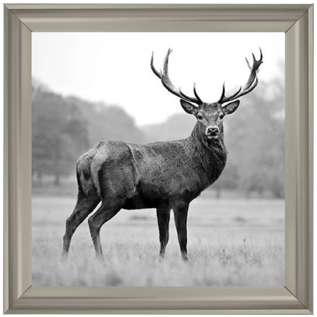 AN007 Proud Deer