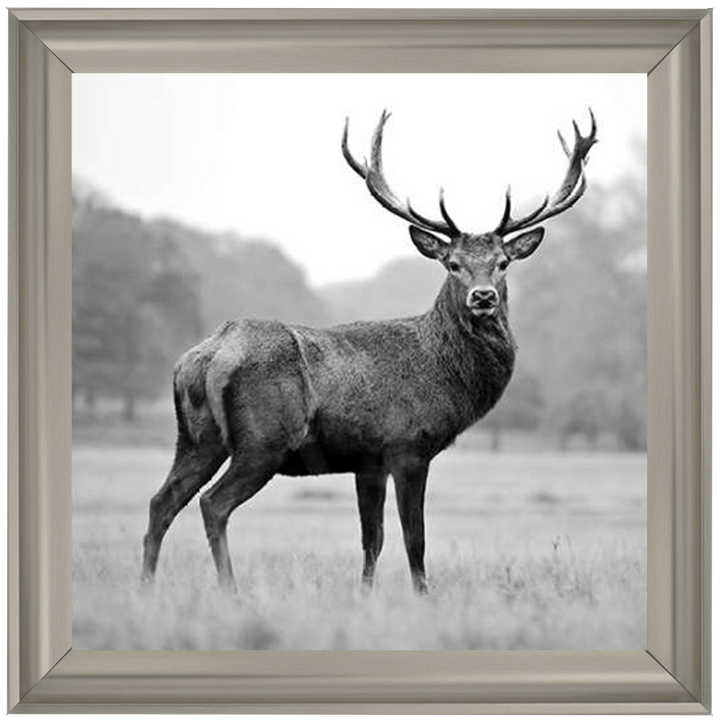 AN007 Proud Deer