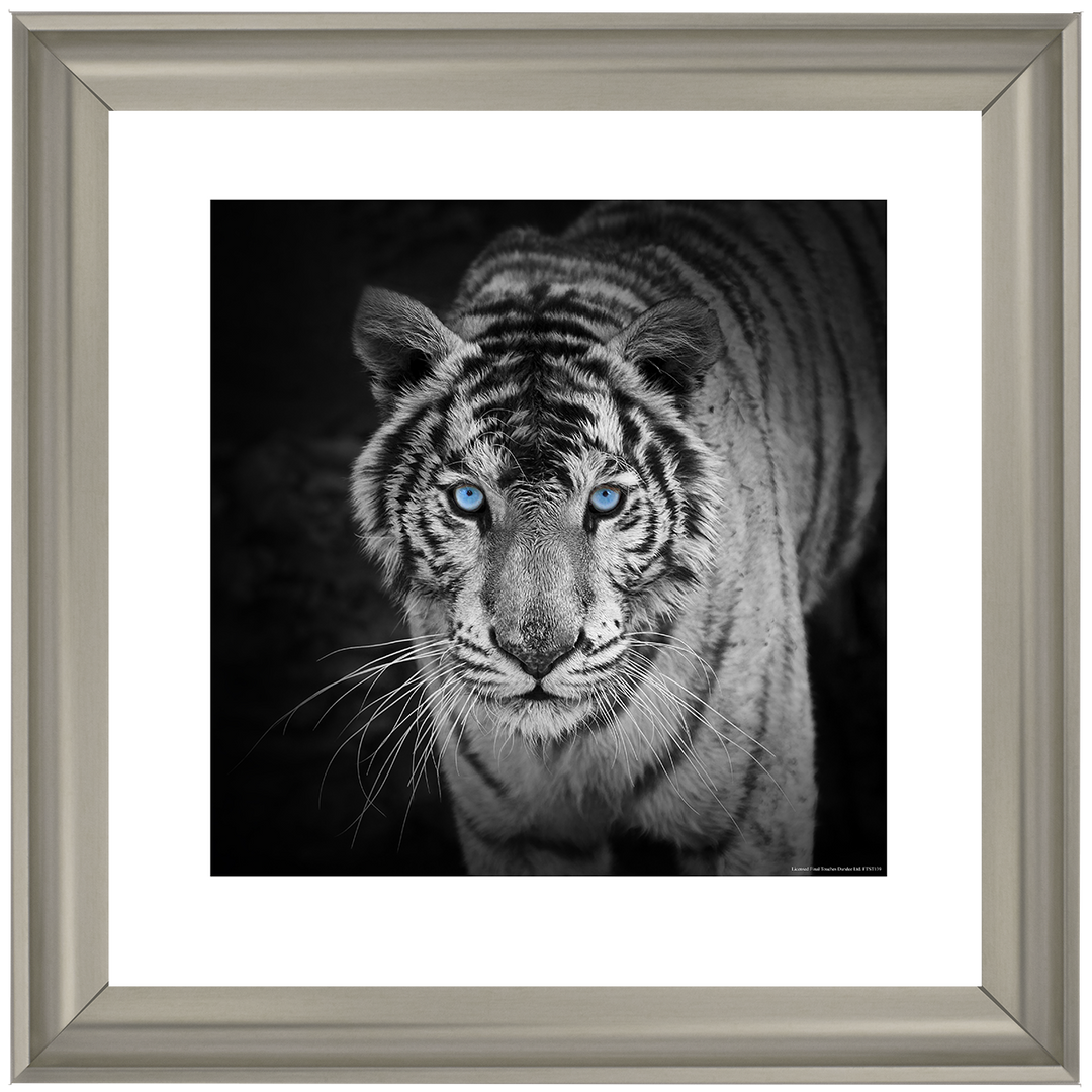AN001 Blue Eyes Tiger