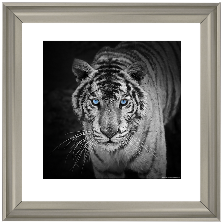 AN001 Blue Eyes Tiger