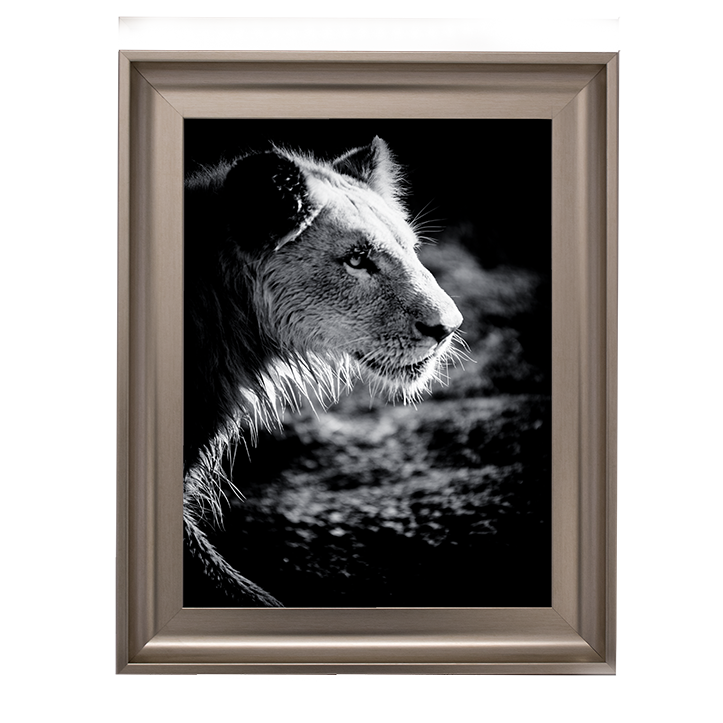 Male Lion III