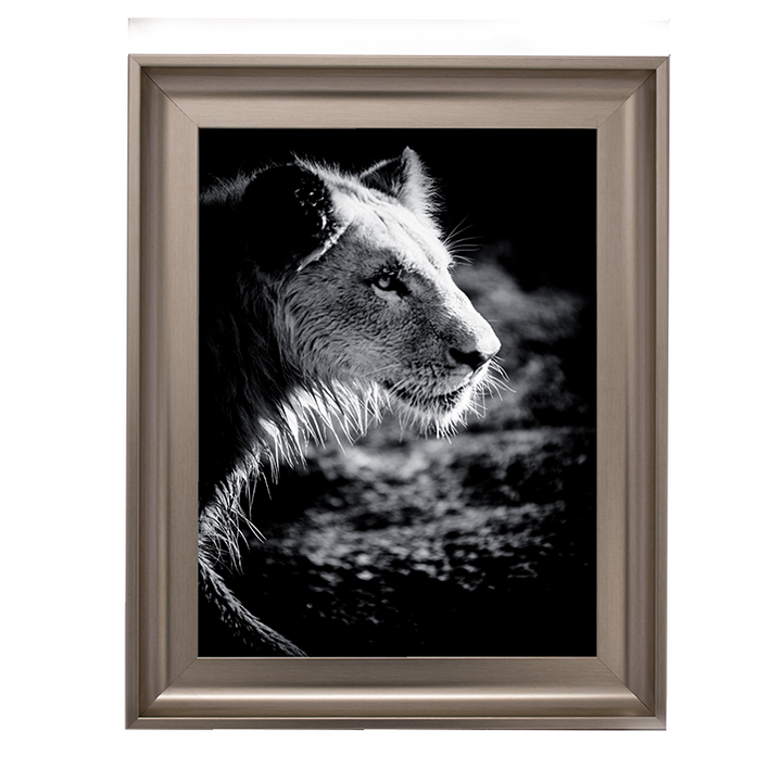 Male Lion III