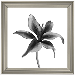 FL012 Lily