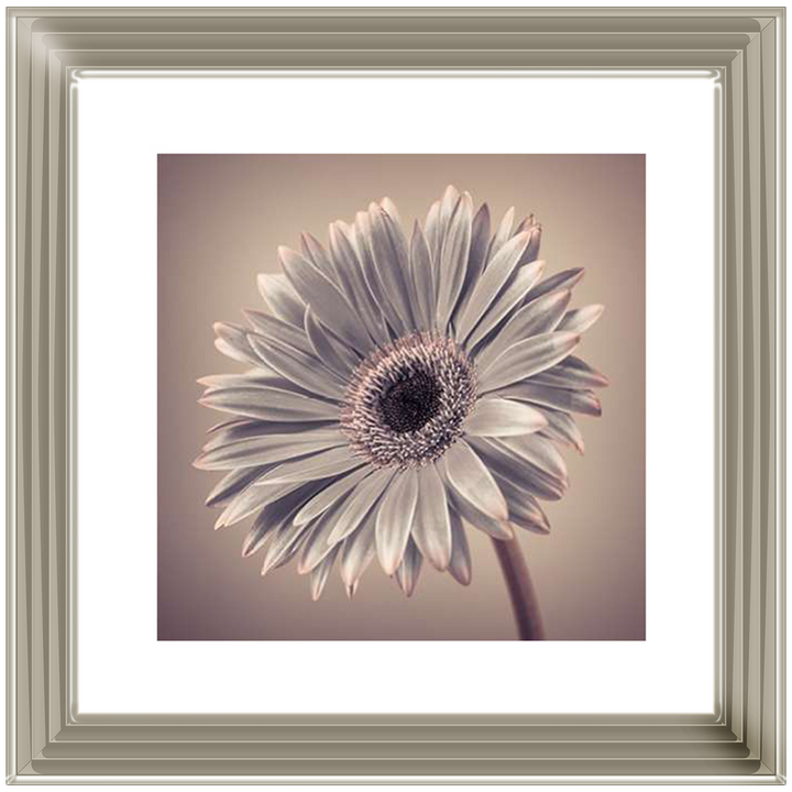 FL014 Pink Gerbera 2