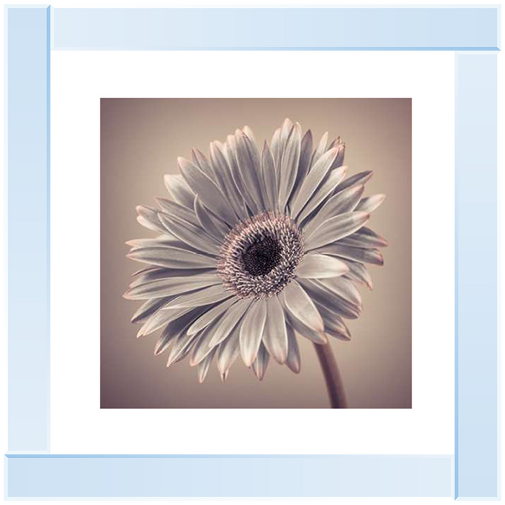 FL014 Pink Gerbera 2