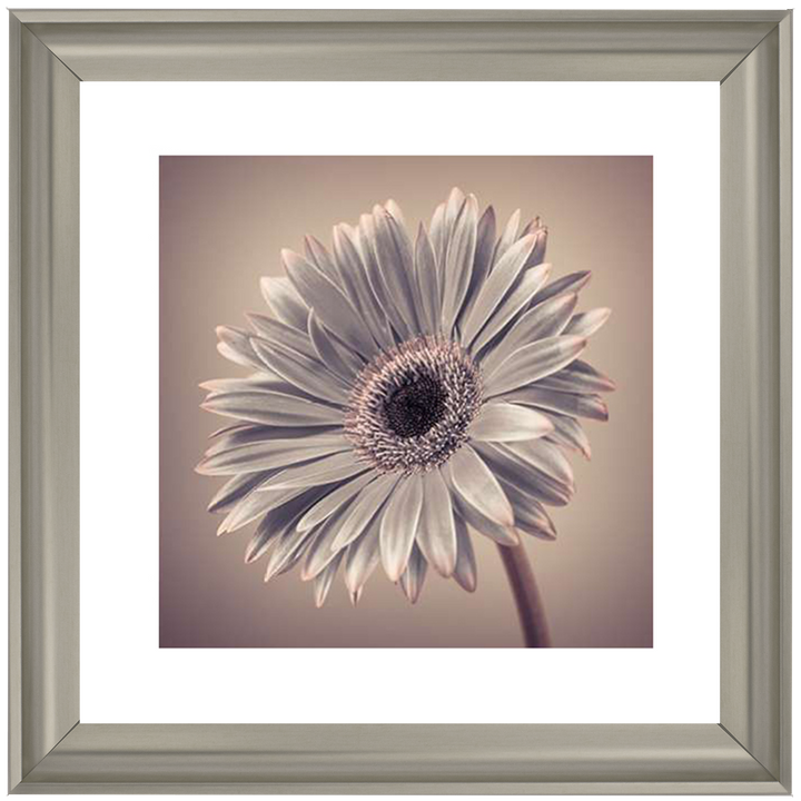 FL014 Pink Gerbera 2