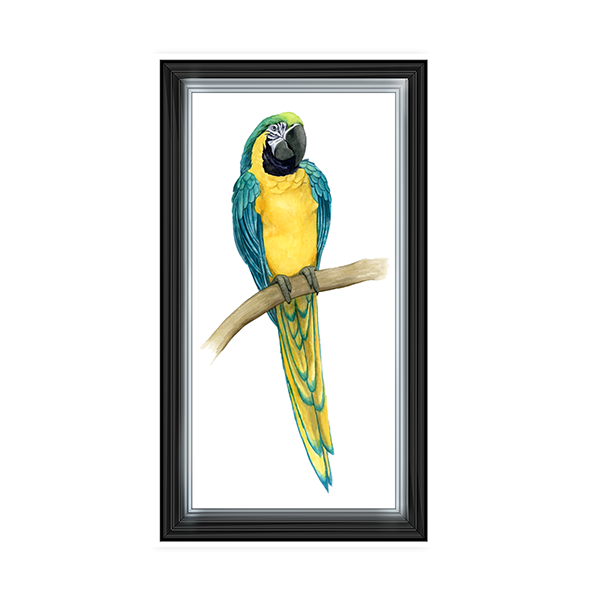 Teal Macaw II