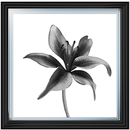 FL012 Lily