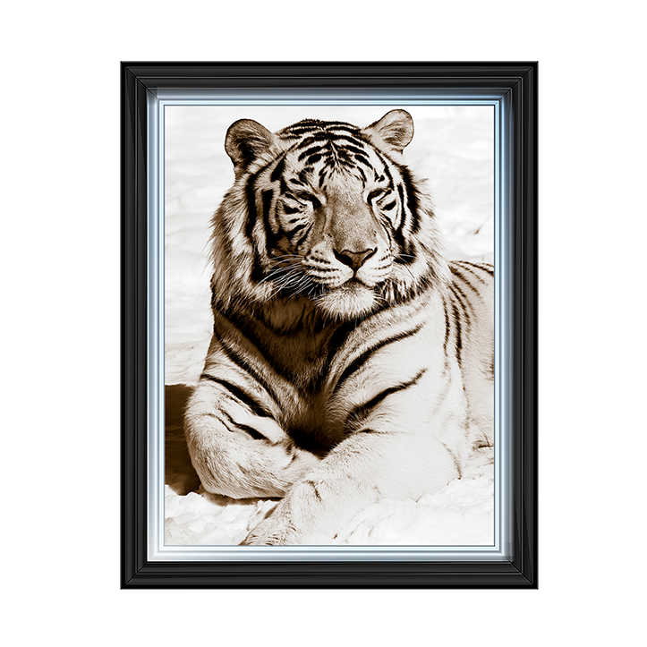 AN043 African Animals Series - Tiger A