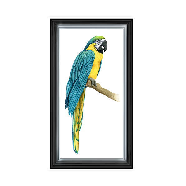 Teal Macaw I