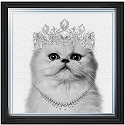Cat AN057