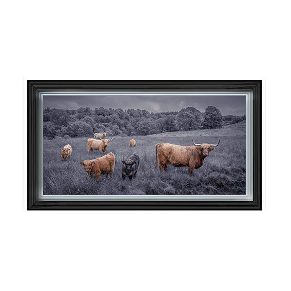 Highland Cows Black & White