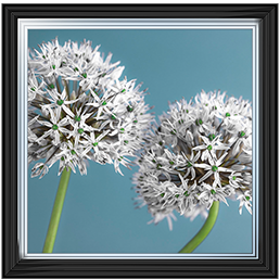 Two Allium flowers