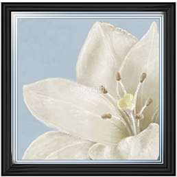FL018 White amaryllis II