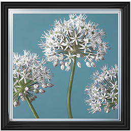 FL043 Three Alliums