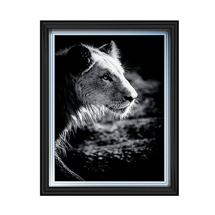 Male Lion III