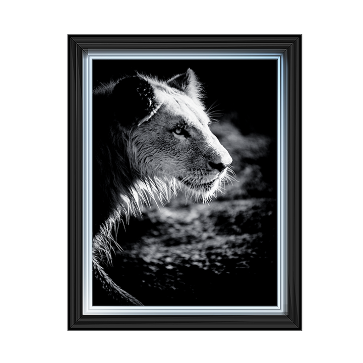Male Lion III