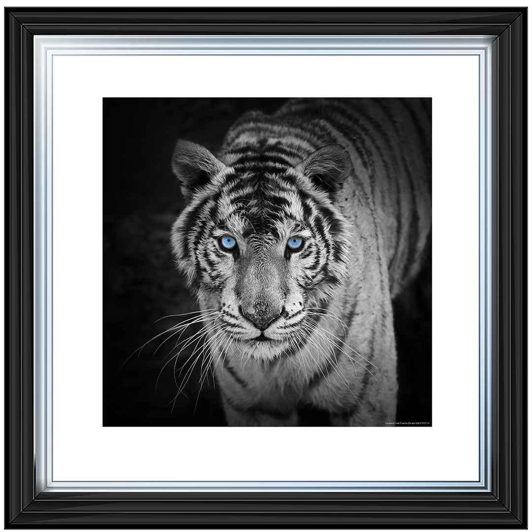 AN001 Blue Eyes Tiger