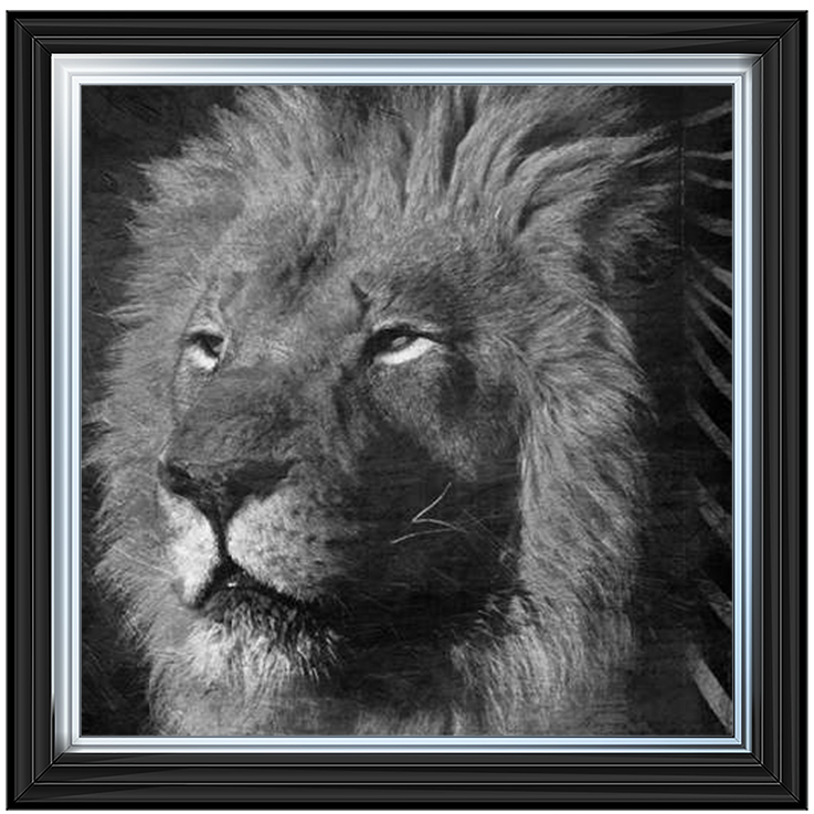 AN047 Animal Instincts Black And White