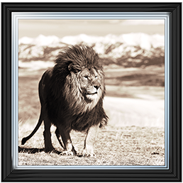 AN046 African Animals Series - Lion A