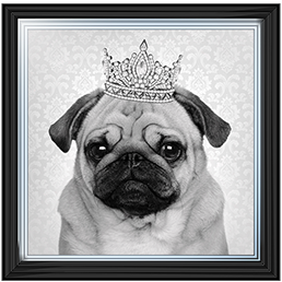 AN056 Pug