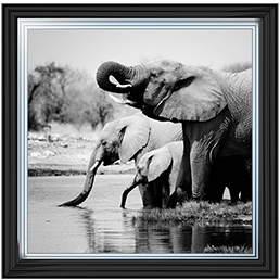 AN037 Namibia Elephants