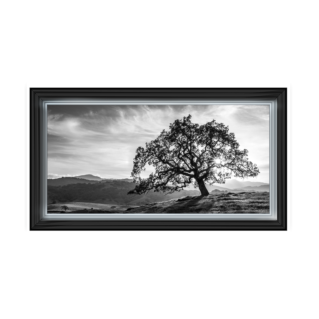 Lone tree black and white