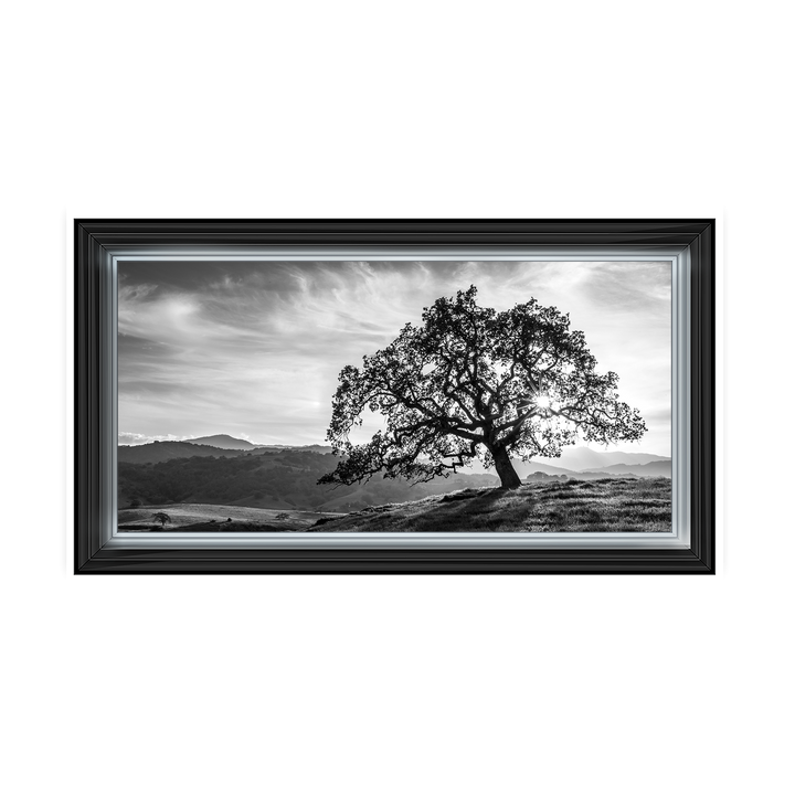 Lone tree black and white