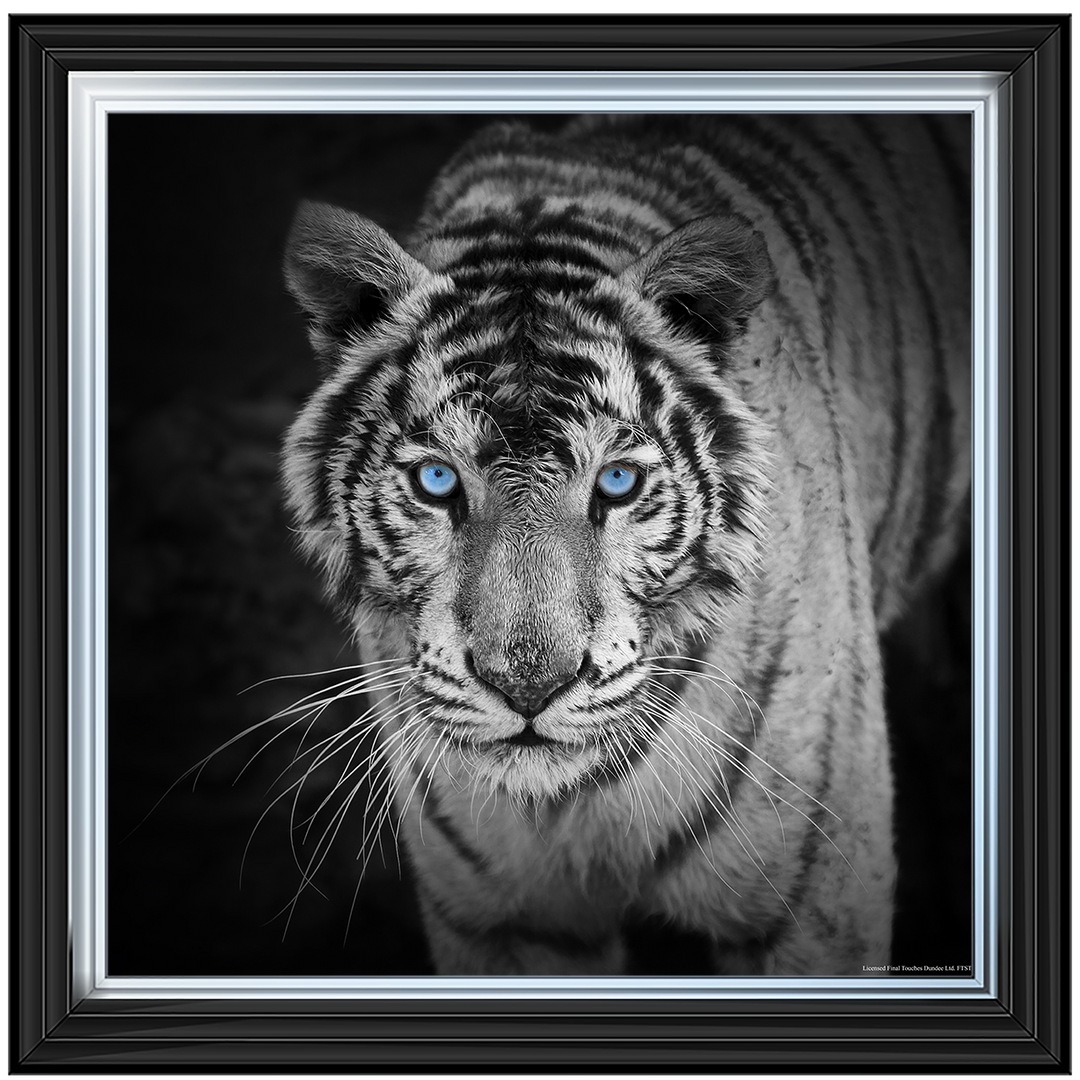 AN001 Blue Eyes Tiger